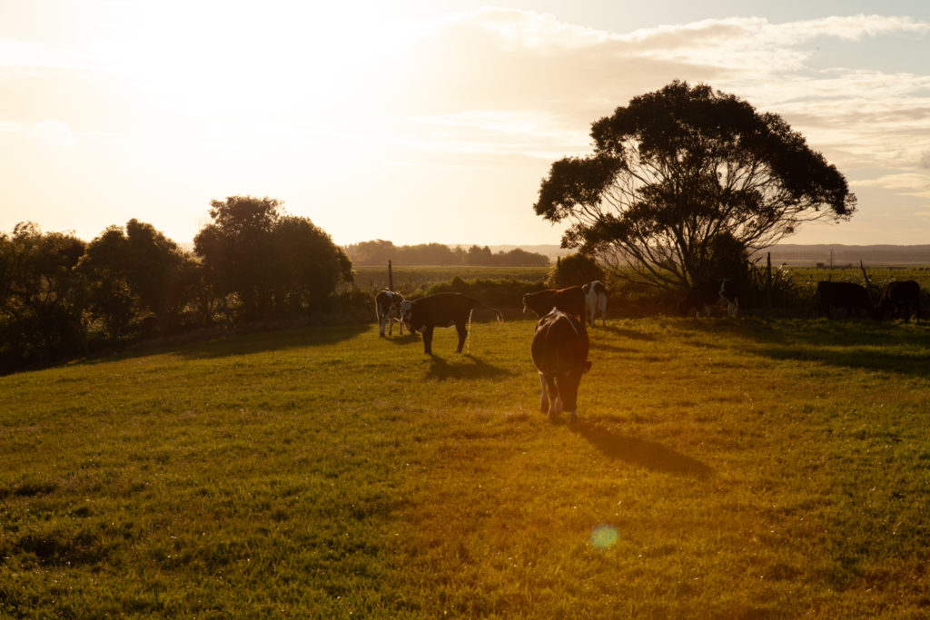Levi Sherwood´s Farm - Swatch Home Story