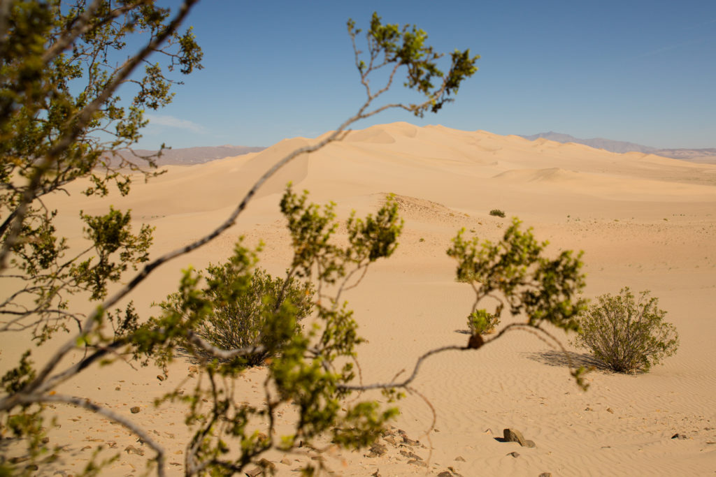 Dumont Dunes - California USA