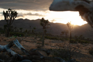Yoshua Tree National Park - California USA
