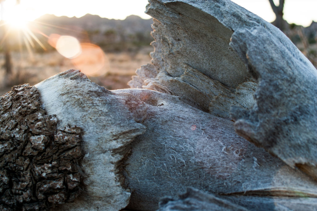 Yoshua Tree National Park - California USA
