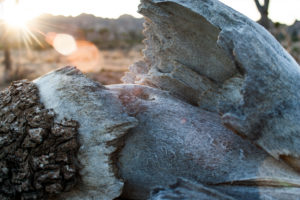 Yoshua Tree National Park - California USA